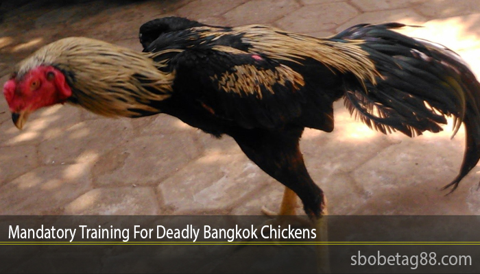 Mandatory Training For Deadly Bangkok Chickens